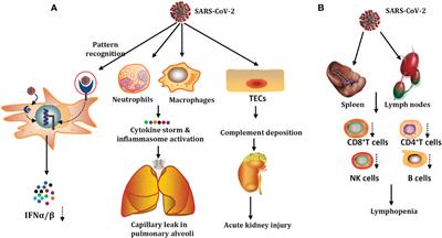 Immune damage mechanisms of COVID-19 and novel strategies in prevention and control of epidemic